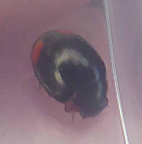 Réf. 266 758 : Hyperaspis sp.